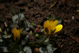 Ranunculus ficaria RCP1-08 055.jpg